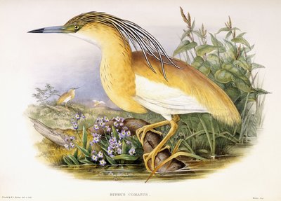 Buphus Comatus, ca. 1862-3 (håndfarget litografisk plate) av John and Richter Henry Constantine Gould
