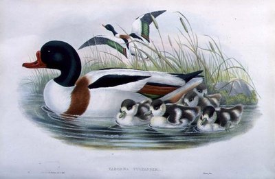 Sheldrake (Tadorna Vulpanser) (håndfarget litho) av John and Richter Henry Constantine (after) Gould