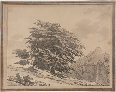 Avgrensninger av den generelle karakterens forgreninger og løvverk av skogtrær: Cedar, 1789. av John Robert Cozens