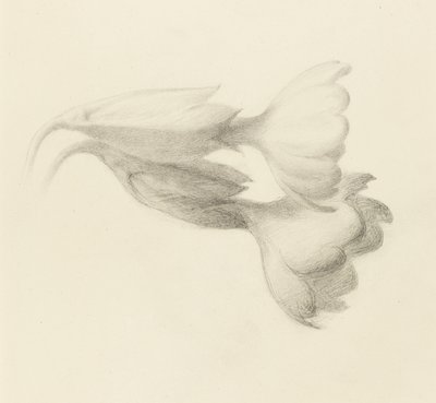 Cowslip Bells, sannsynligvis 1871 (grafitt på vevd papir) av John Ruskin