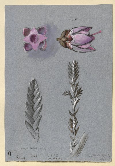 Fire studier av Ling, sannsynligvis 14. september 1869 av John Ruskin