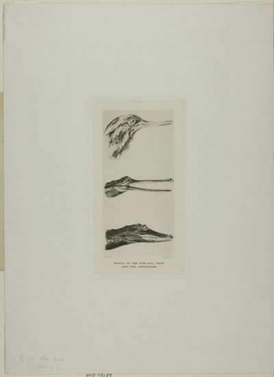  av John Ruskin