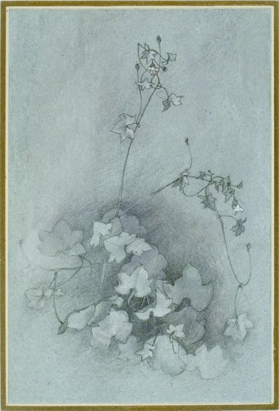 Ivy-Leaved Toadlin 