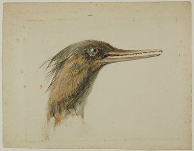Merganser av John Ruskin