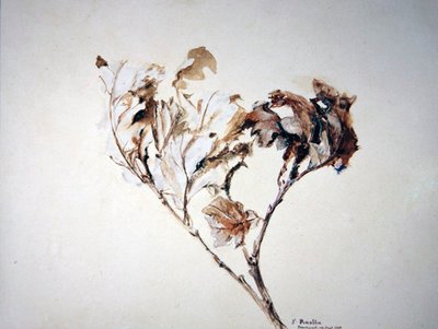 Studie av eikeblader av John Ruskin