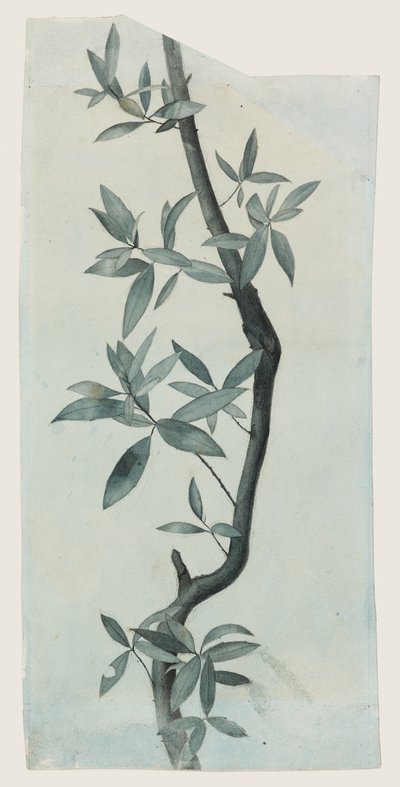 Study of Willow Leaves, ca. 1857 (blyant og akvarell på papir) av John Ruskin