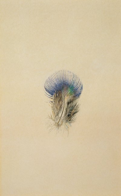 Studie av en påfuglfjær, 1873 av John Ruskin