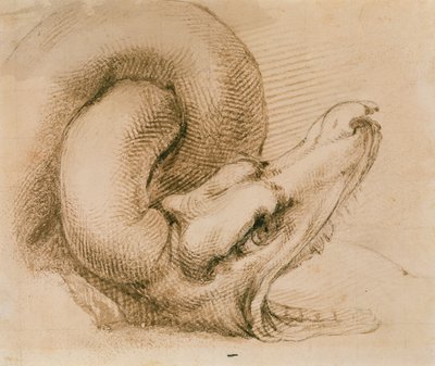 Studie av et dragehode etter Michelangelo (blekk på papir) av John Ruskin