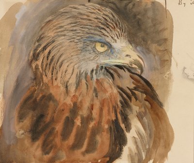 The Head of a Kite, from Life, 30. august-1. september 1870 (akvarell og kroppsfarge over grafitt på blekbrunt vevd papir) av John Ruskin