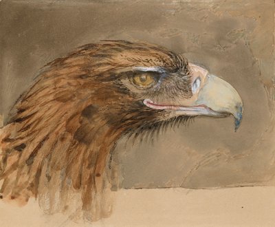 Hodet til en vanlig kongeørn, fra Life, 8. - 11. september 1870. av John Ruskin