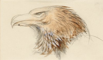 Hodet til en vanlig kongeørn, fra Life, 8. - 11. september 1870. av John Ruskin