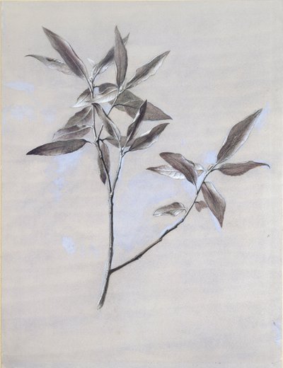 Under overflaten av en tørket spray av oliven, samlet i Verona, etter 1878 av John Ruskin