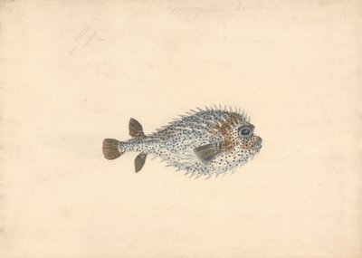 En pinnsvinfisk av John Smart