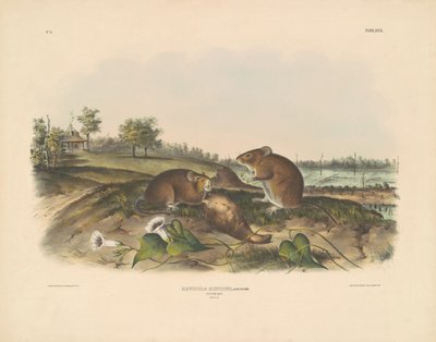 Bomullsrotte av John T. Bowen, after John James Audubon