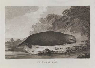  av John Webber