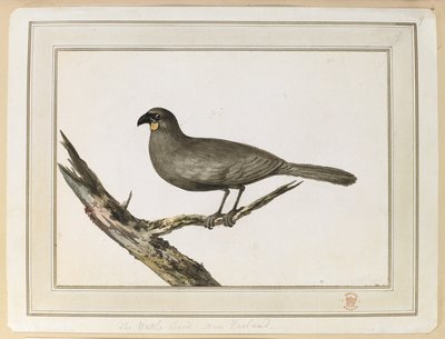 Tegning av en Wattle-fugl; gjort under besøket til New Zealand mellom 12. og 25. februar 1777, på Captain Cook's Third Voyage. av John Webber