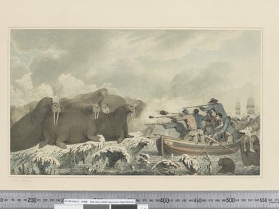 F.32 Sea Horses, ca. 1773-84 (akvarell) av John Webber