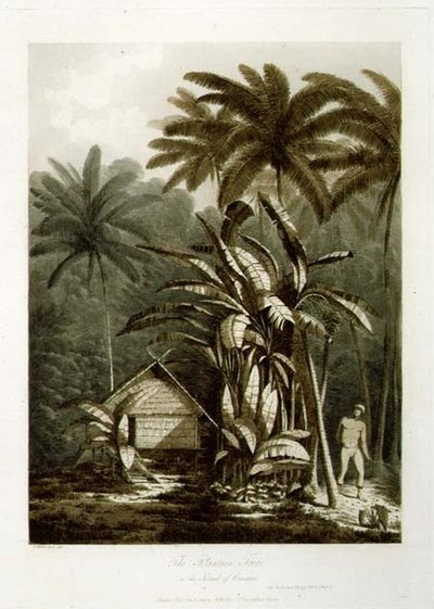 The Plantain Tree in the Island of Krakatoa, fra "Views in the South Seas", pub. 1788 (etsing) av John Webber