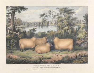 Fire Premie Wethers av John West Giles