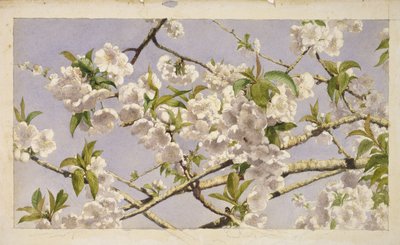 Apple Blossoms, ca. 1874 (wc på papir) av John William Hill