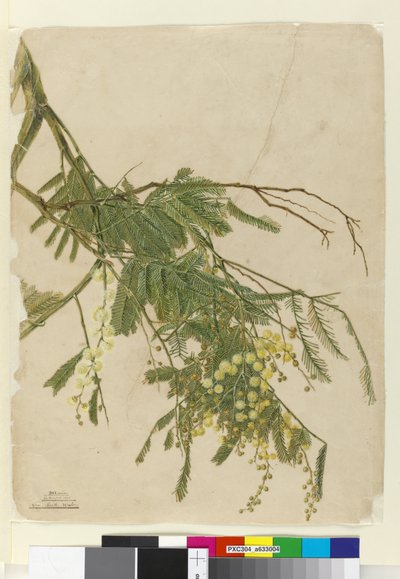 Acacia, 1805 (wc, penn, blekk og blyant) av John William Lewin