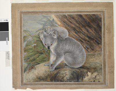 Koala og unge, 1803, J.W. Lewin, 1803 (wc og gouache) av John William Lewin