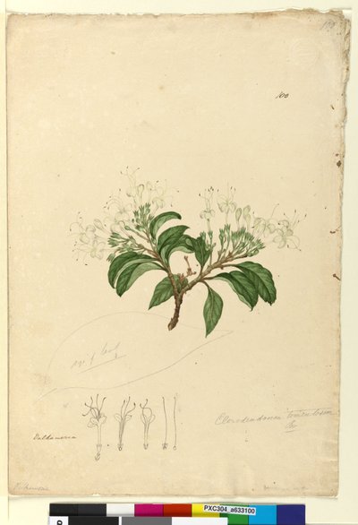 Side 100. Clerodendrum tomentosum, ca. 1803-06 (wc, penn, blekk og blyant) av John William Lewin