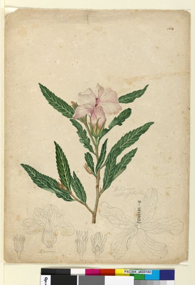 Side 104. Hibiscus heterophyllus, ca. 1803-06 (wc, penn, blekk og blyant) av John William Lewin