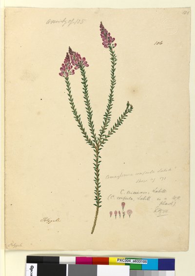 Side 106. Comesperma ericinum, c.1803-06 (wc, penn, blekk og blyant) av John William Lewin