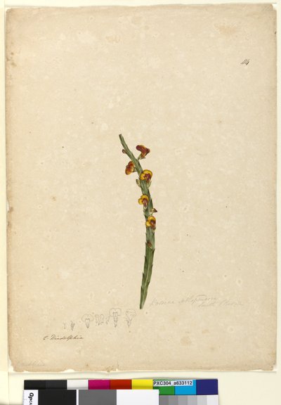 Side 114. Bossiaea scolopendria, ca. 1803-06 (wc, penn, blekk og blyant) av John William Lewin