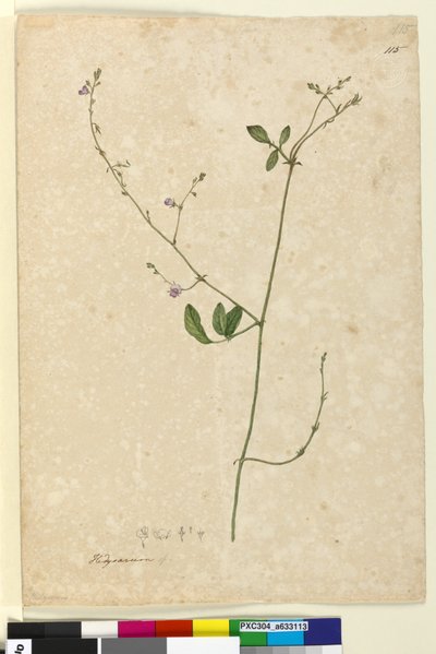 Side 115. Hedysarum, ca. 1803-06 (wc, penn, blekk og blyant) av John William Lewin