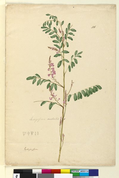 Side 116. Indigofera australis, ca. 1803-06 (wc, penn, blekk og blyant) av John William Lewin