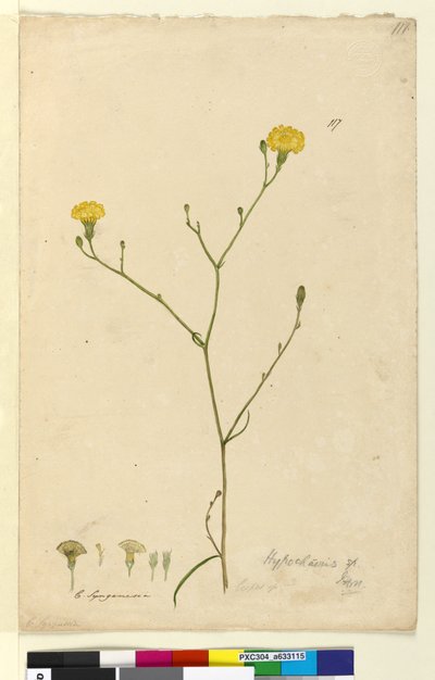 Side 117. Hypochaeris, ca. 1803-06 (wc, penn, blekk og blyant) av John William Lewin