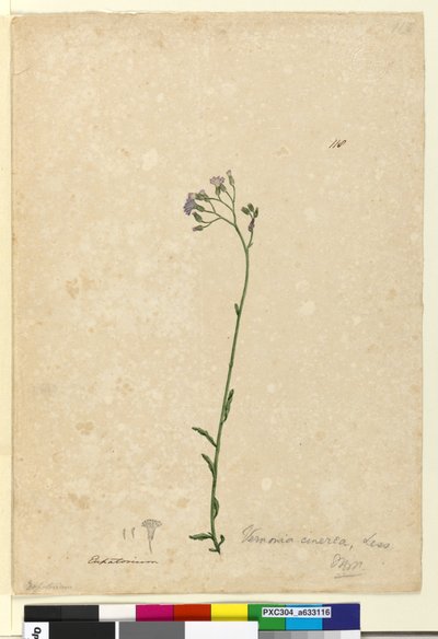 Side 118. Vernonia cinerea, ca. 1803-06 (wc, penn, blekk og blyant) av John William Lewin