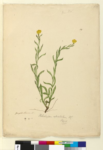 Side 119. Helichrysum apiculatumChrysocephalum apiculatum, c.1803-06 (wc, penn, blekk og blyant) av John William Lewin