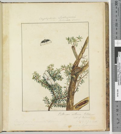 Side 11. Plate 3 Cryptophasa Septosfermi Pultenae Lewin, 1803-04 (håndfargede etsetrykk) av John William Lewin
