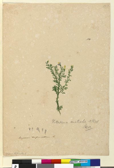 Side 122. Vittadinia australis, ca. 1803-06 (wc, penn, blekk og blyant) av John William Lewin
