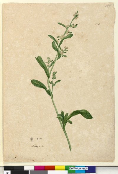 Side 126. Filago, ca. 1803-06 (wc, penn, blekk og blyant) av John William Lewin