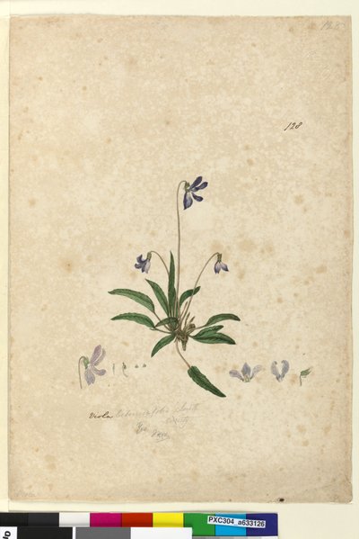 Side 128. Viola betonicifolia, ca. 1803-06 (wc, penn, blekk og blyant) av John William Lewin