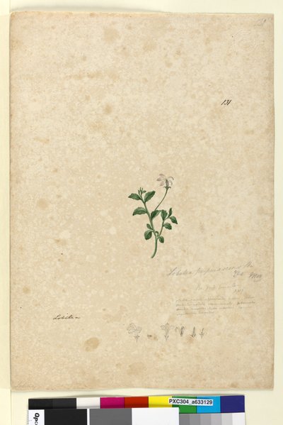 Side 131. Lobelia purpurascens, ca. 1803-06 (wc, penn, blekk og blyant) av John William Lewin