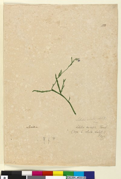 Side 132. Lobelia alata, ca. 1803-06 (wc, penn, blekk og blyant) av John William Lewin