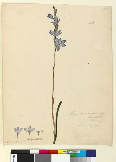 Side 133. Thelymitra ixioides, c.1803-06 (wc, penn, blekk og blyant) av John William Lewin