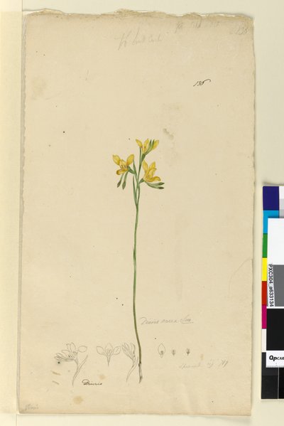 Side 136. Diuris aurea, ca. 1803-06 (wc, penn, blekk og blyant) av John William Lewin