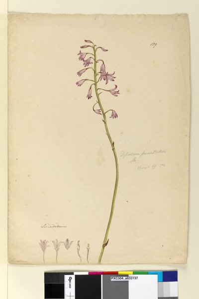 Side 139. Dipodium punctatum, ca. 1803-06 (wc, penn, blekk og blyant) av John William Lewin