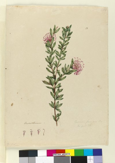 Side 13. Grevillea punicea, ca. 1803-06 (wc, penn, blekk og blyant) av John William Lewin