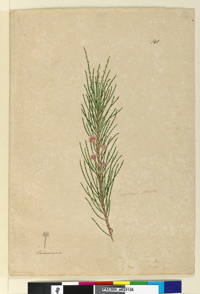 Side 141. Casuarina strictaAllocasuarina verticillata, c.1803-06 (wc, penn, blekk og blyant) av John William Lewin