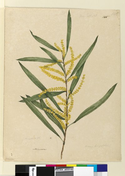 Side 145. Acacia longifolia, ca. 1803-06 (wc, penn, blekk og blyant) av John William Lewin