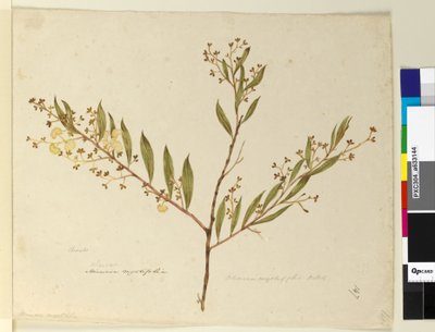 Side 147. Acacia myrtifolia, ca. 1803-06 (wc, penn, blekk og blyant) av John William Lewin