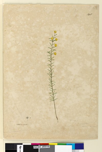 Side 148. Acacia aciculares, ca. 1803-06 (akvarell, penn, blekk og blyant) av John William Lewin