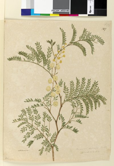 Side 149. Acacia discolorAcacia terminalis, ca. 1803-06 (wc, penn, blekk og blyant) av John William Lewin